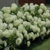 Annabelle Hydrangea #6 - Image 2
